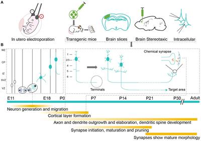Targeted approaches to delineate neuronal morphology during early development
